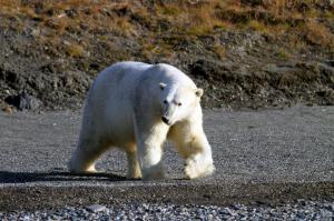 Russland | Wrangel Island  • Sibirische Inseln  • Franz-Josef-Land - Traumtour durch die Nord-Ost-Passage